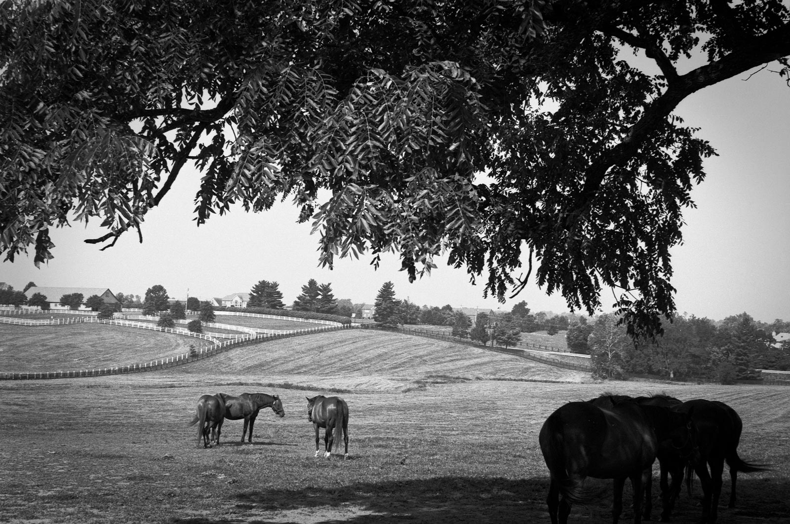 Bluegrass Farm-Winchester Farm-2014-0930-VoigtVitessa-Del100-01.jpg